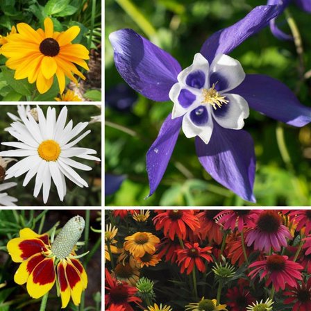 Fall Planting Perennials - 5 Classic Flowers Collection, Non-GMO, Cold-Hardy, Easy to Grow, Ideal for Borders & Beds, Perennial Blooms Return Yearly, Perfect for Autumn Garden Planting.