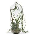 thumbnail image 4 of Hanging Glass Terrarium - 13" Lantern Planter - DIY Air Plant & Candle Holder - Clear Glass Vase for Home, Wedding, Office Decor - WGV HCH0513, 4 of 7