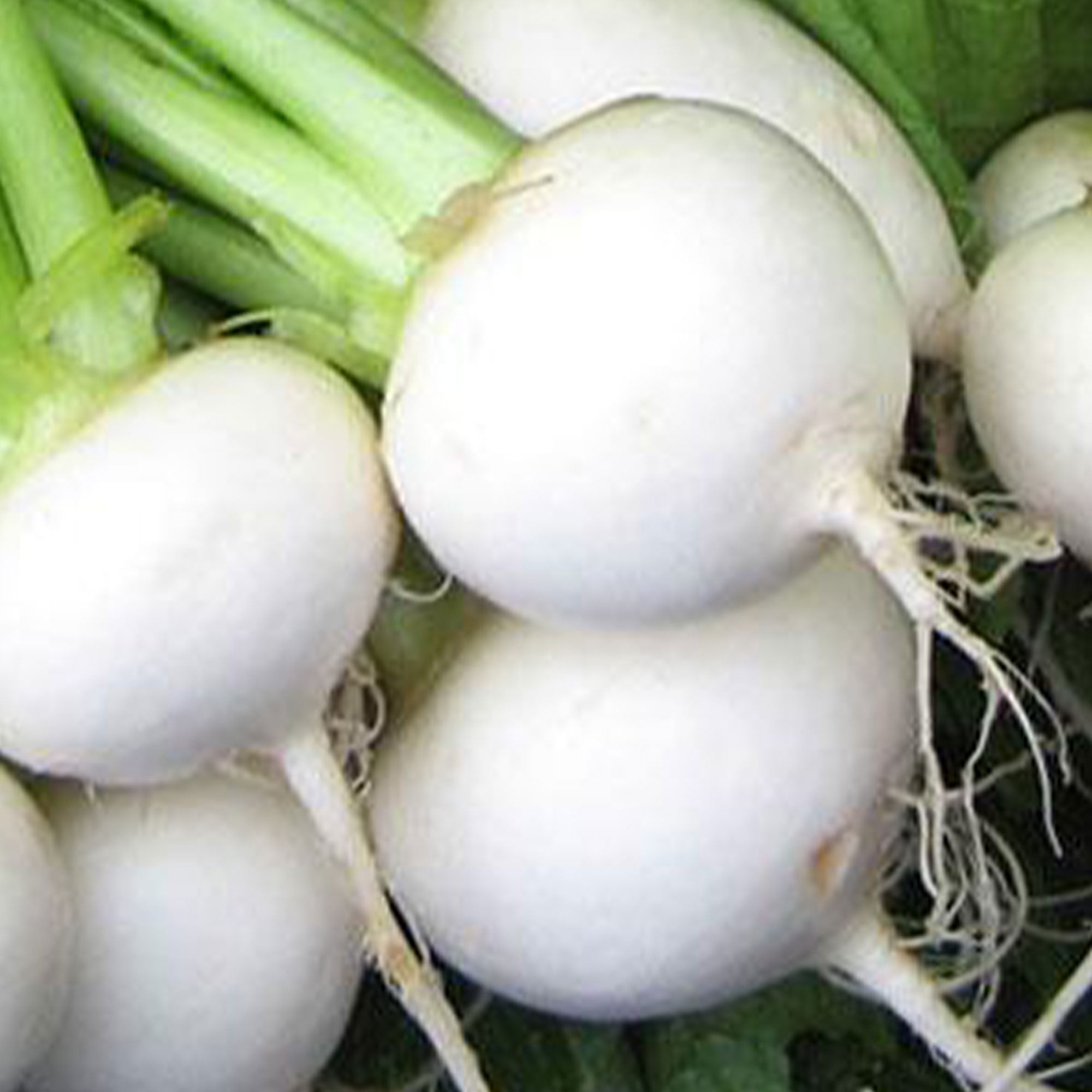 White Egg Turnip Seeds 2 g 650 Seeds Heirloom, Open Pollinated