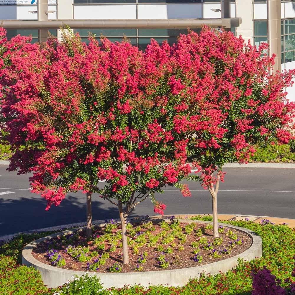 Crape Myrtle Dynamite Red  3 Live Plants  Vivid Red Blooms & Hardy Growth, Live Plant, Ornamental Shrub for Striking Garden Display