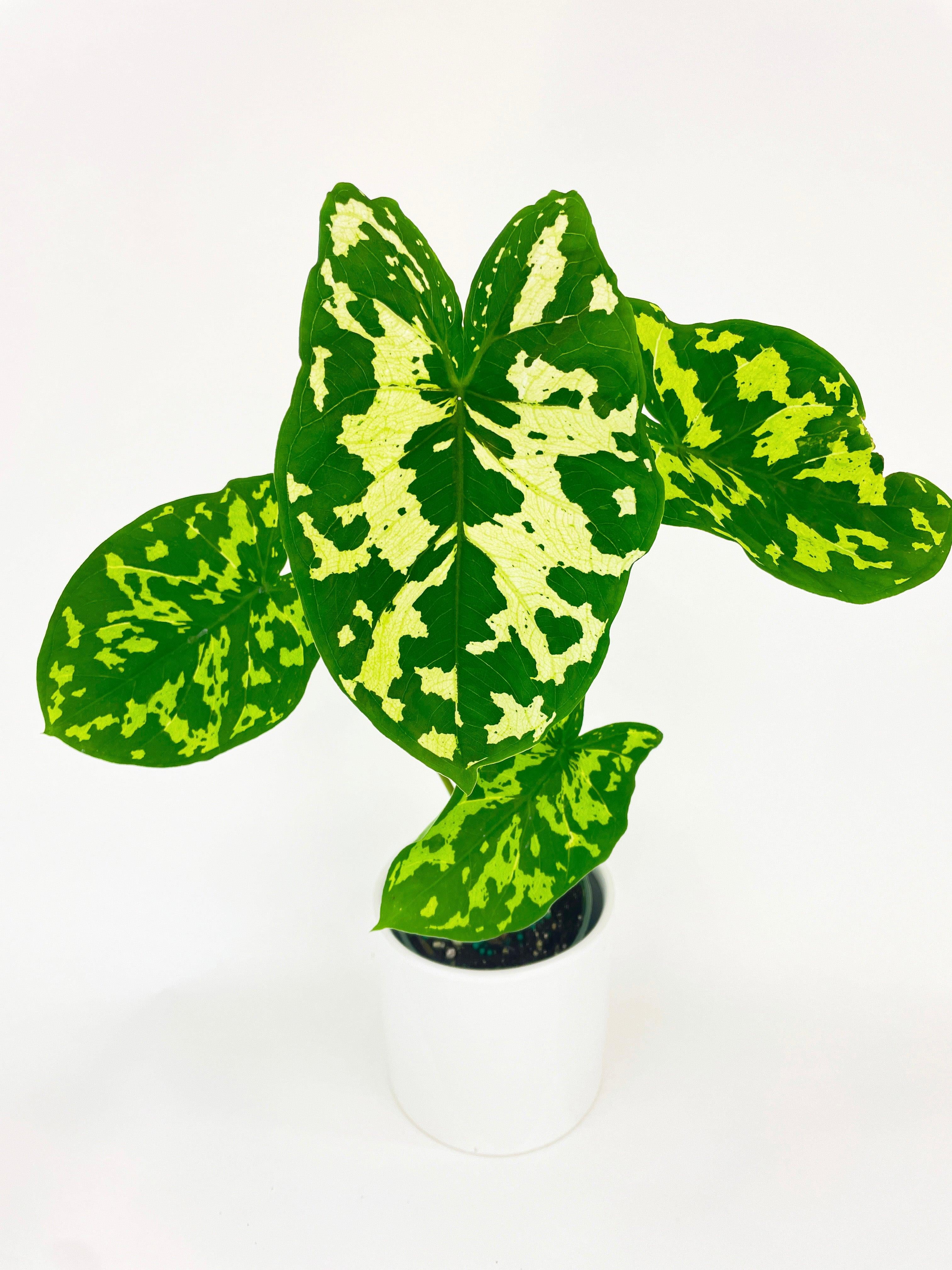 Caladium Hilo Beauty - Live Air-Purifying Indoor Plant in Nursery Pot – Easy Care, Low Maintenance Houseplant for Home & Office Decor, Natural Air Cleaner, Best for Beginners (4"Pot)