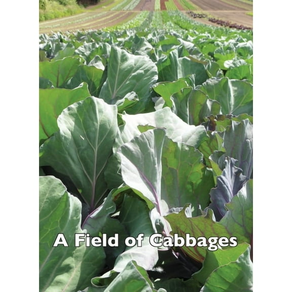 A Field of Cabbages, (Paperback)