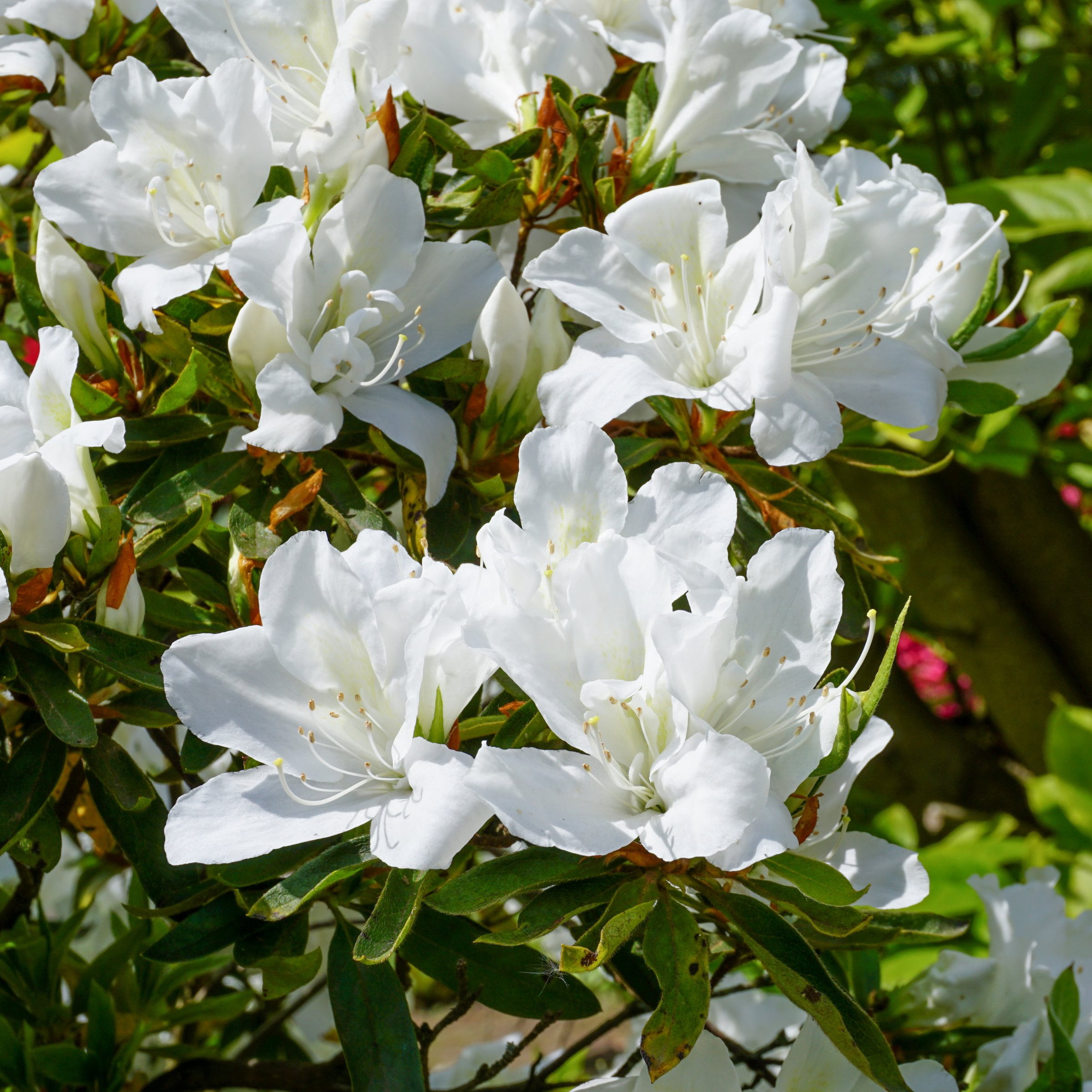 3 gal Azalea Delaware Valley White Live Shrub with Partial Shade
