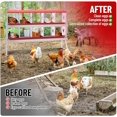 thumbnail image 4 of EastVita Nesting Boxes for Chickens, 10 Compartment Chicken Nesting Box, Metal Chicken Laying Boxes with Perch, Secure Lid, Versatile Wall Mount, 4 of 7