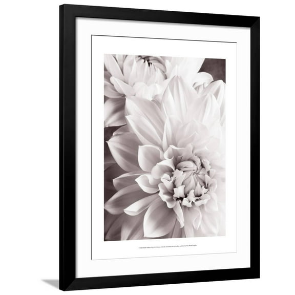 Art.com Black and White Dahlias II Art Print by Christine Zalewski, Black Frame Wall Art, 32" x 40"