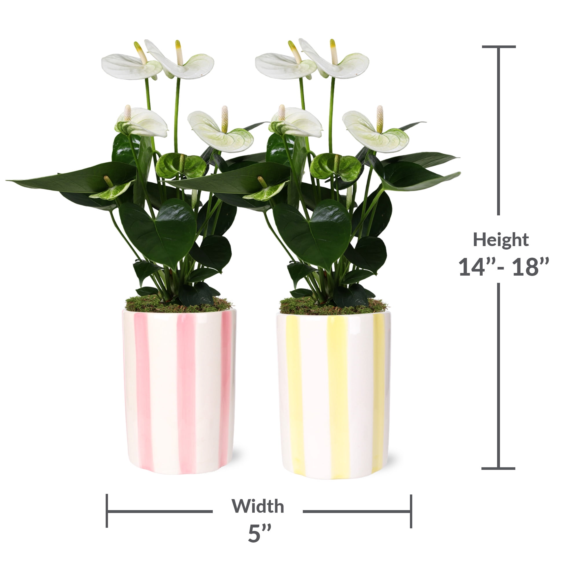 2pack White Anthurium in Pink and Yellow Striped Pots