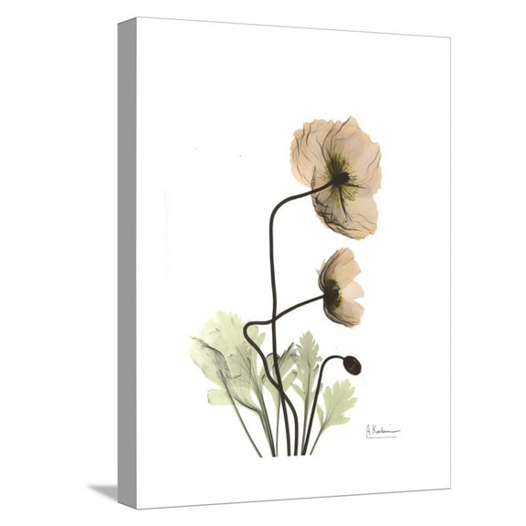 Art.com Iceland Poppy Portrait 2 Stretched Canvas Print Wall Art by Albert Koetsier, 12" x 16"