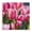 Spring Tulips Meadow, variant on Stupell Industries Cottage Black Floating Frame Canvas Art, 18 x 18, by Raquel Roth