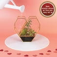 thumbnail image 3 of D'Eco Glass Heart Plant Terrarium (8X 8X 2.5)- Gold Trim Geometric Planter - Succulents, Air Plants, Moss, Fern- Home, Office & Wedding Decor- Great Gift for Plant Lovers, 3 of 5