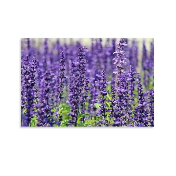 Purple Lavender Paintings Poster Decorative Painting Canvas Wall Art Living Room Posters Bedroom Painting,Unframe-style,16x24inch(40x60cm)