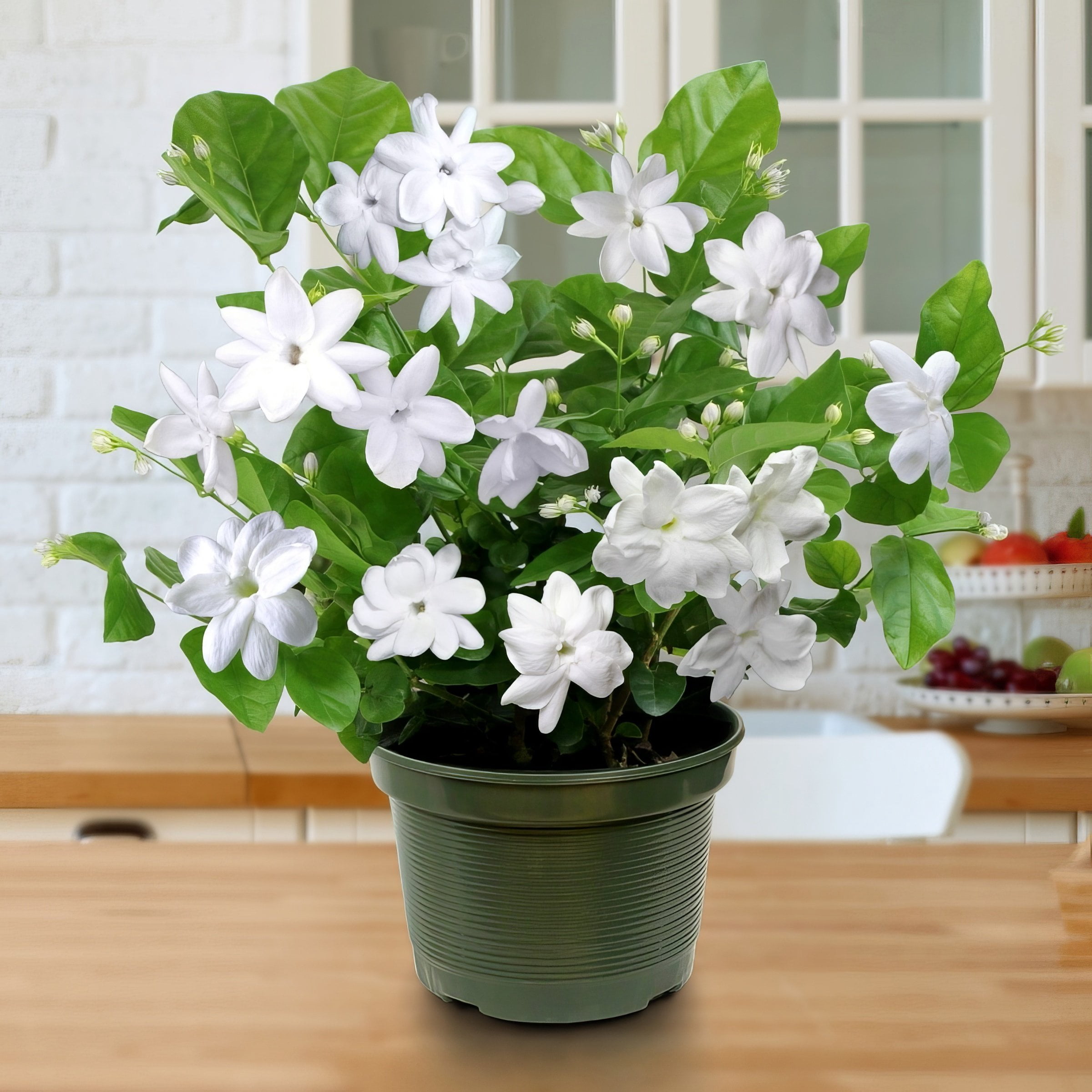 National Plant Network 4 in. Sambac Jasmine (3-Pack)