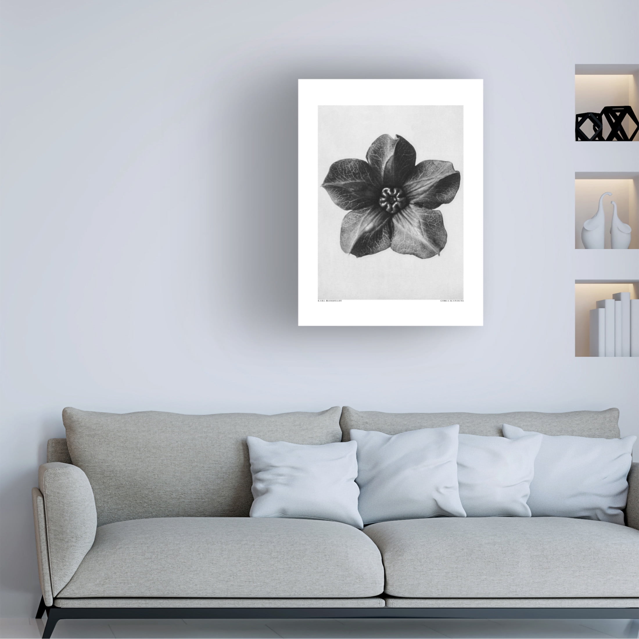 Trademark Fine Art Pictufy Cobaea Scandens Canvas Wall Art