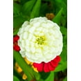 thumbnail image 4 of Polar Bear White Zinnia Seeds (Zinnia elegans) – 100+ Heirloom Non-GMO Seeds per Packet by Isla’s Garden Seeds, Large White Blooms, Ideal for Garden Borders and Cut Flowers, Perfect Home Garden Gift, 4 of 6