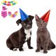 thumbnail image 3 of Falda de cumpleaños para perros y gatos, fiesta, bandera, bufanda, sombrero, accesorios de decoración MFZFUKR CPB-US-FXT69-4, 3 of 5