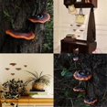 thumbnail image 2 of Set of 5 Mushroom Shelf Wall Decor Small Wall Shelf for Bedroom Resin Mushroom Decor Floating Shelve, 2 of 5