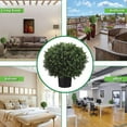 thumbnail image 6 of Set of 2 - Pre-Potted 24" High Ball Shaped Boxwood Topiary-MEKBOK- 16" Diameter - Plastic Pot, 6 of 6
