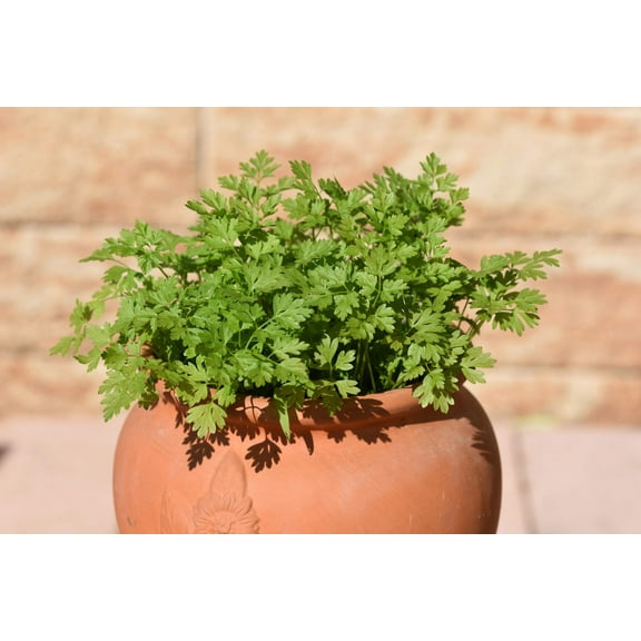150 * Seeds Garden CHERVIL Gourmet Parsley Anthriscus Cerefolium Herb