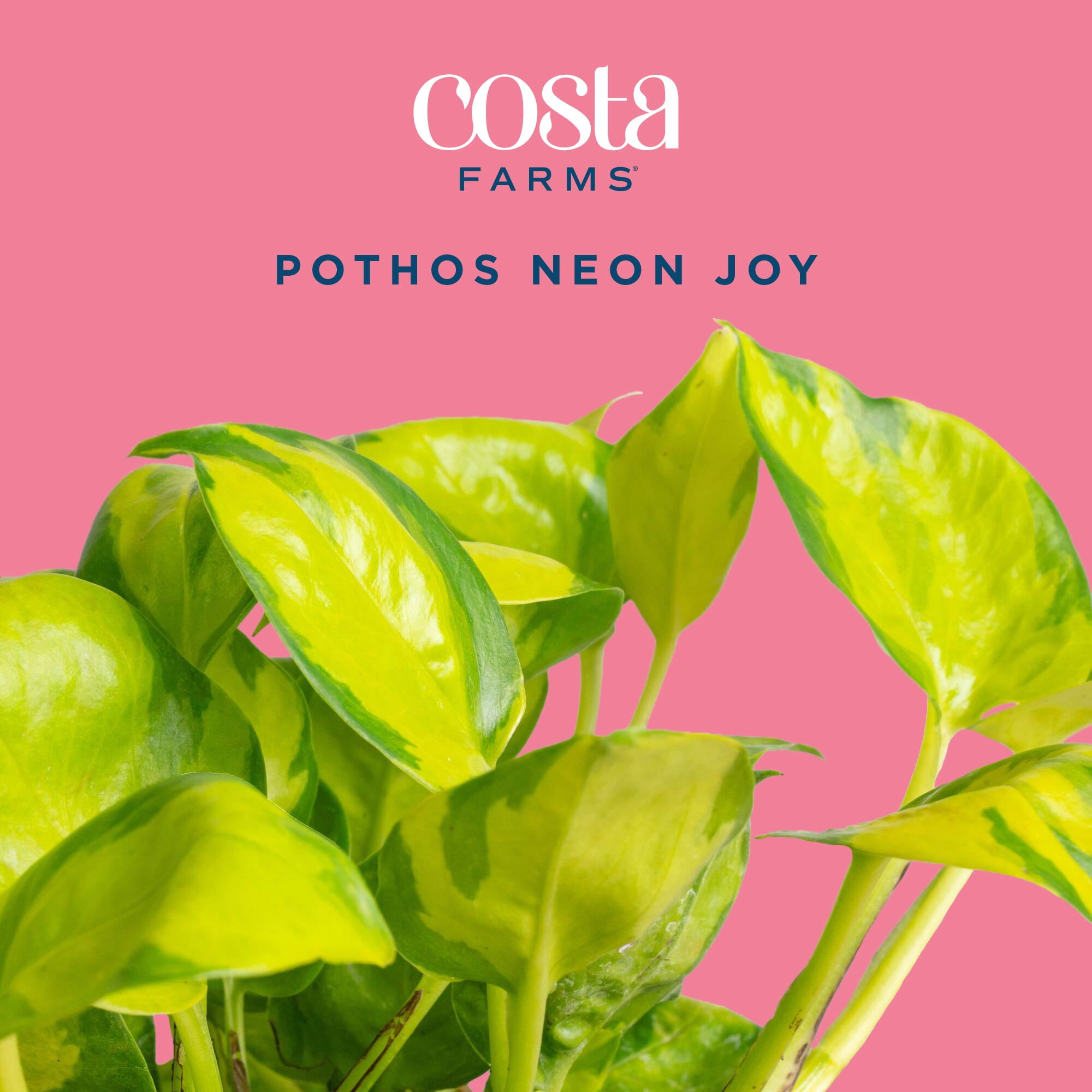 Costa Farms 10" Pothos Neon Joy Live House Plants in 5" Self-Watering Pot