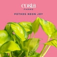 thumbnail image 3 of Costa Farms 10" Pothos Neon Joy Live House Plants in 5" Self-Watering Pot, 3 of 11