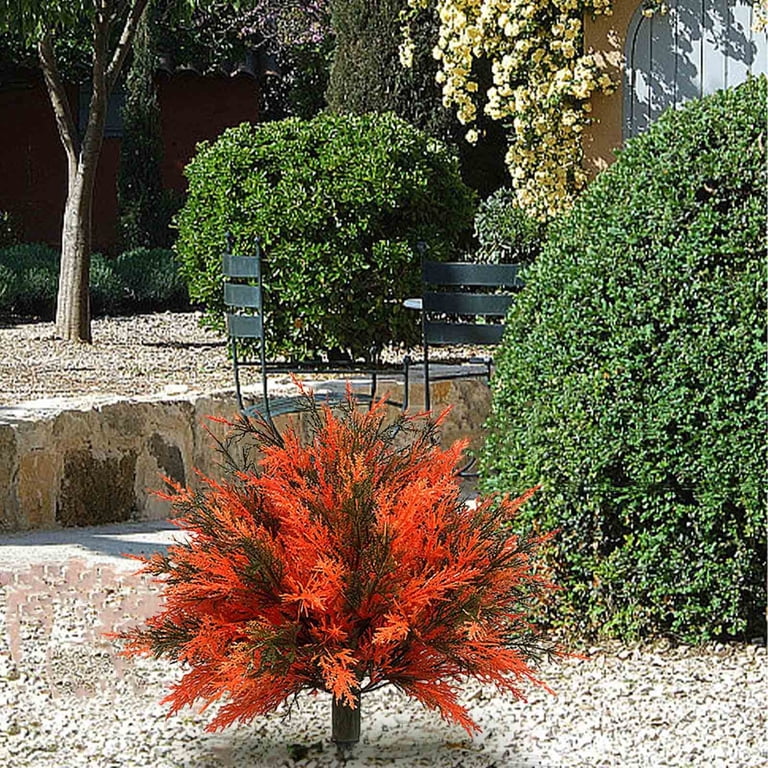 curly lipstick plant Aeschynanthus Radicans - Curly Lipstick Plant | Uprooted