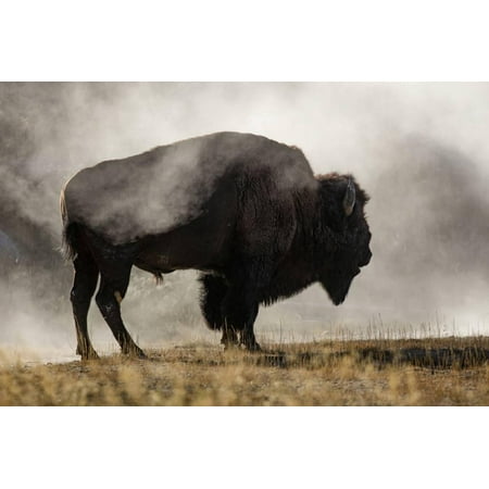 Bison in Mist, Upper Geyser Basin Near Old Faithful, Yellowstone National Park, Wyoming Print Wall Art By Adam (Best National Parks Near Montreal)