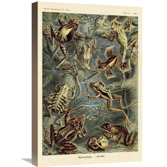 Global Gallery Ernst Haeckel 'Haeckel Nature Illustrations: Frogs' Canvas Wall Art