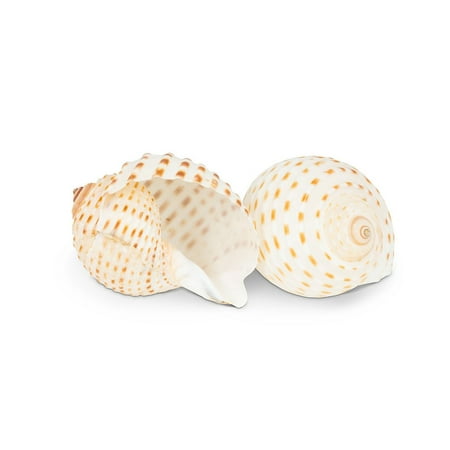 

Set of 1 Speckled Shell