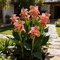 thumbnail image 2 of Canna, Low Maintenance - Easy Grow - Ideal for Beds Borders, Plant Pots & Planters, 2 of 4