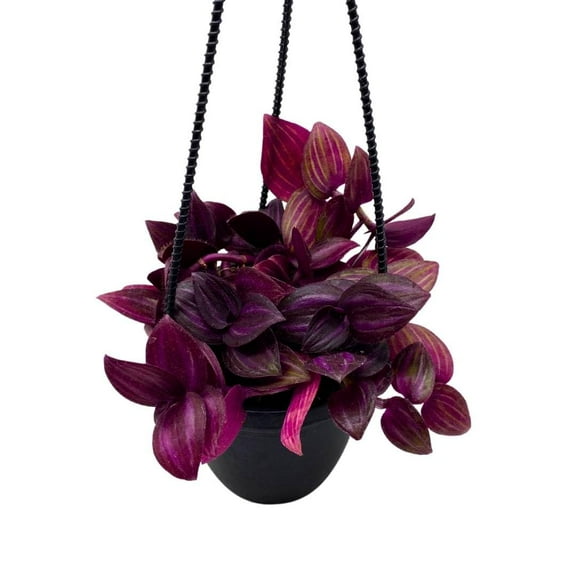 BubbleBlooms Tradescantia Purple Hanging Basket Wandering Dude
