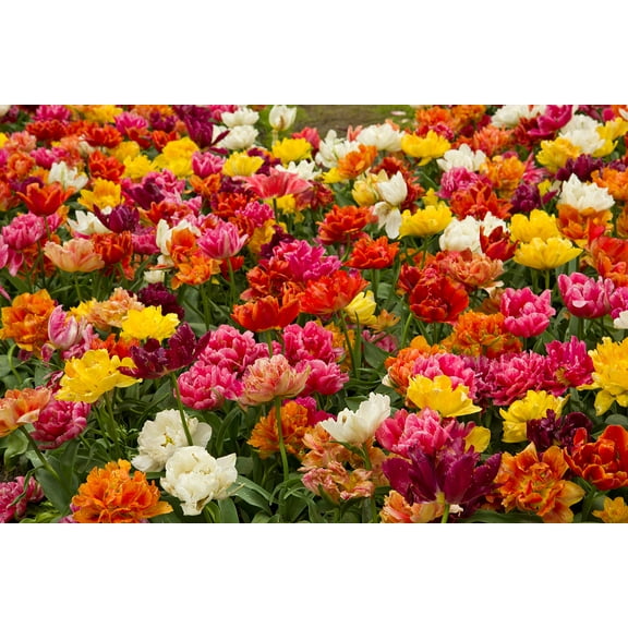 50 Mixed Color Double Tulip Bulbs to Grow - Ships from Iowa, USA - Stunning Mixed Color Spring Tulips