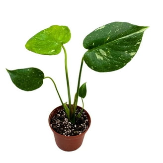 Monstera Minima, 6 inch, Philodendron Minima, Mini Monstera, Dwarf  Monstera, Philo Piccolo - Walmart.com