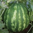 thumbnail image 4 of Burpee Crimson Sweet Watermelon Vegetable Seed, 1-Pack, 4 of 6