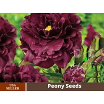 10  Rare Seeds| Black Beauty Peony Seeds #B032 [BUY 3 GET 1 FREE]