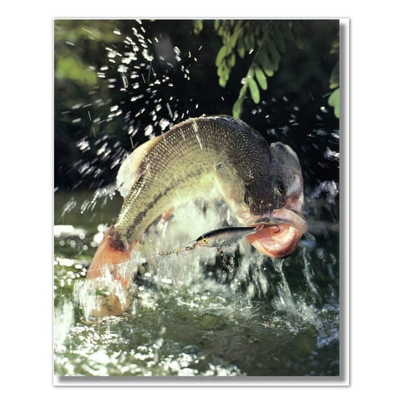 Large Mouth Bass Breaking Water Lure Hook 8x10 Photographic Wall Art