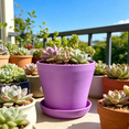 thumbnail image 5 of TUITOONM Mini Plastic Flower Pots with Saucers 4-Inch Colorful Meaty Planters for Home & Office Small Modern Decor with Drainage Holes, 5 of 5
