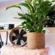 thumbnail image 2 of Seagrass Flower Pot - Woven Plant Pot - Decorative Plant Basket S, 2 of 5