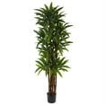 thumbnail image 1 of Arbre Dracaena 6.5 Pieds, 1 of 1