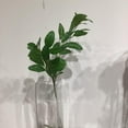 thumbnail image 2 of PITTOSPORUM, 2 of 3