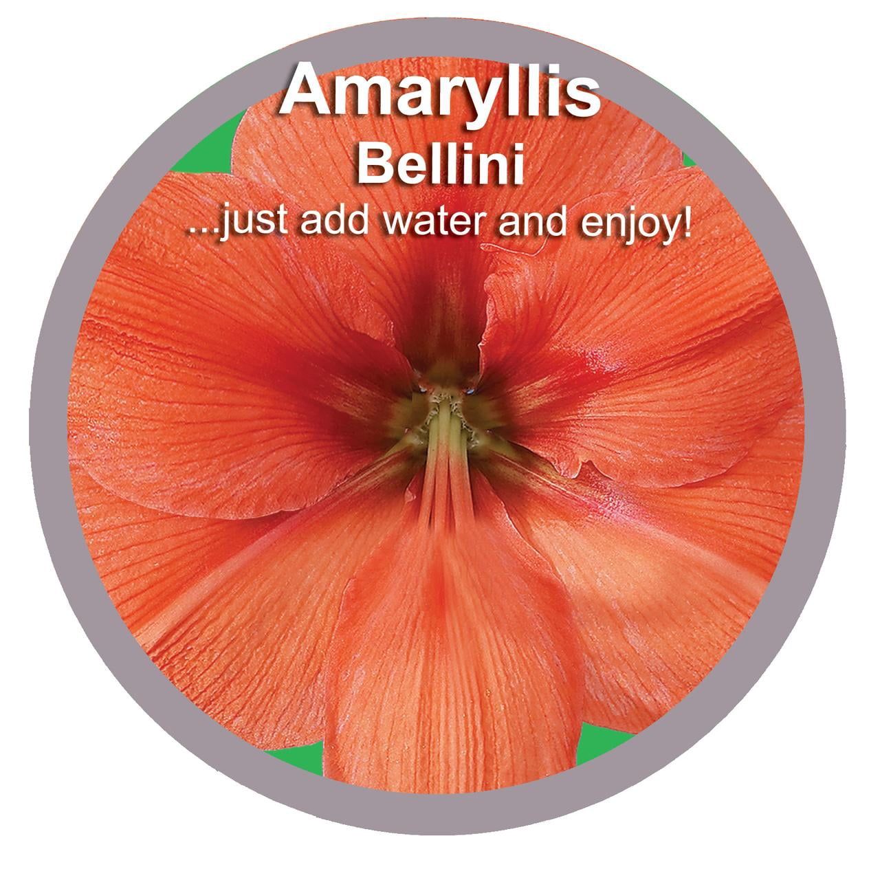 EuroBlooms Amaryllis Bellini in 6 Inch Silver Pot - Orange Flowering Plant