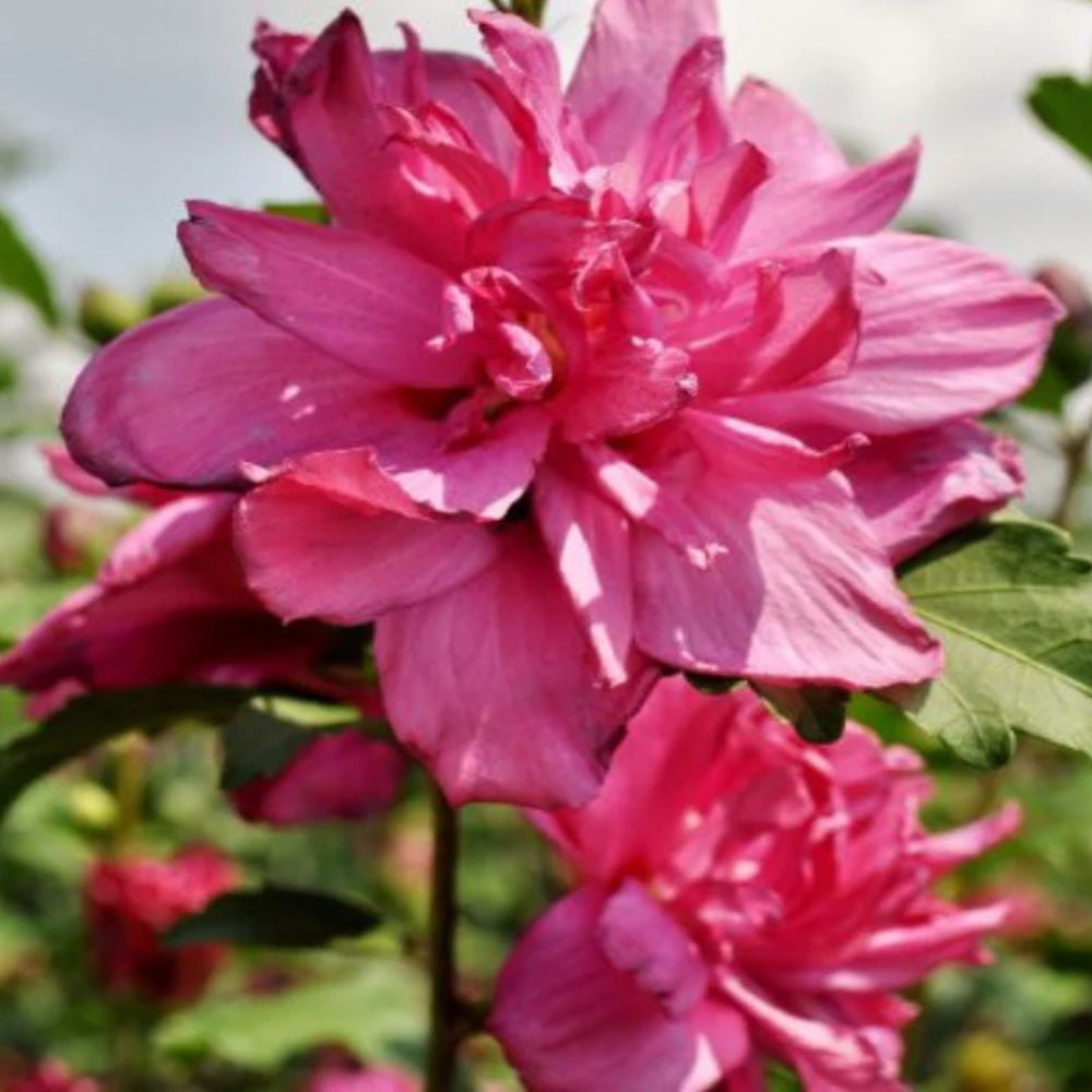 Expert Gardener 1.5- 2 ft tall Red Althea Live Shrub in 3-Gallon Grower Pot