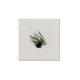 thumbnail image 1 of Cuadro decorativo lienzo by suma olive fruit 1 pieza 30 X 30 CM, 1 of 2