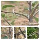 thumbnail image 4 of AURARMLET 1Jgo Para Entrenamiento Y Curvado De Ramas En Plantas De Jardín Y Bonsái, 4 of 8
