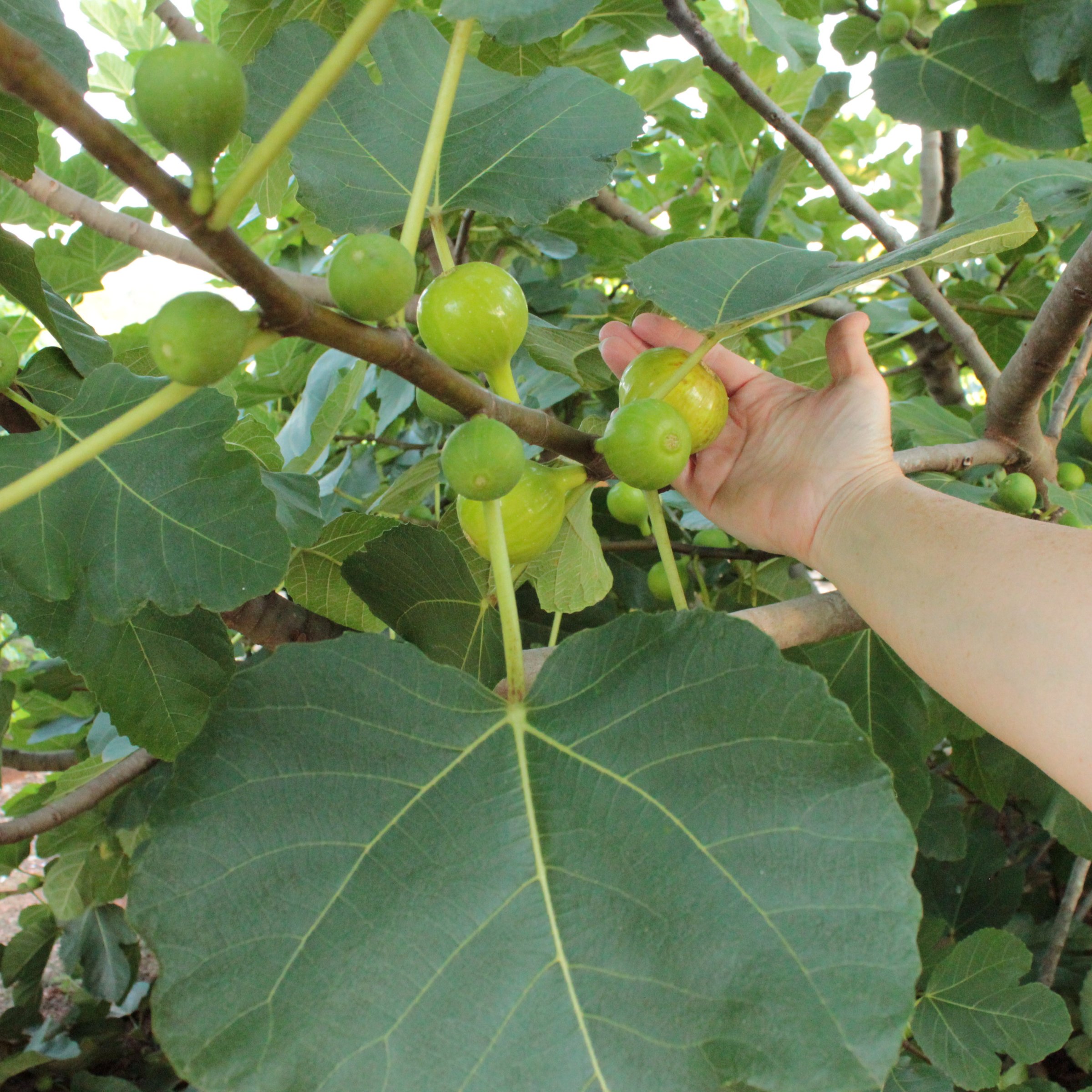 1 gal. Fig Kadota  Live Shrub with Full Sunlight