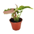 thumbnail image 4 of Syngonium Neon Robusta (2" Terracotta Pot) - Pink Arrowhead Plant - Colorful Houseplant for Decoration - Air-purifying Indoor Houseplant, 4 of 9