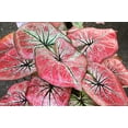 thumbnail image 2 of Tequila Sunrise Caladium Bulbs for Planting - Perennial Hosta, Elephant Ears, Fancy (5 Bulbs), 2 of 3