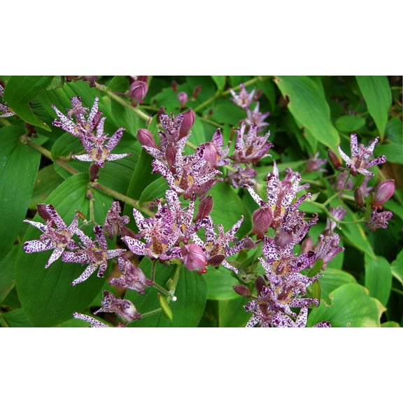 Japanese Toad Lily 'Sinonome' -Perennial- Live Starter Plant