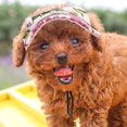 thumbnail image 4 of Sombrero para perros, gorra de béisbol para mascotas/gorro deportivo para perros/gorra con visera con orificios para las orejas oso de fresa Electrónica, 4 of 5