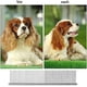 thumbnail image 3 of Peine para perros (juego de tres piezas), 3 of 5