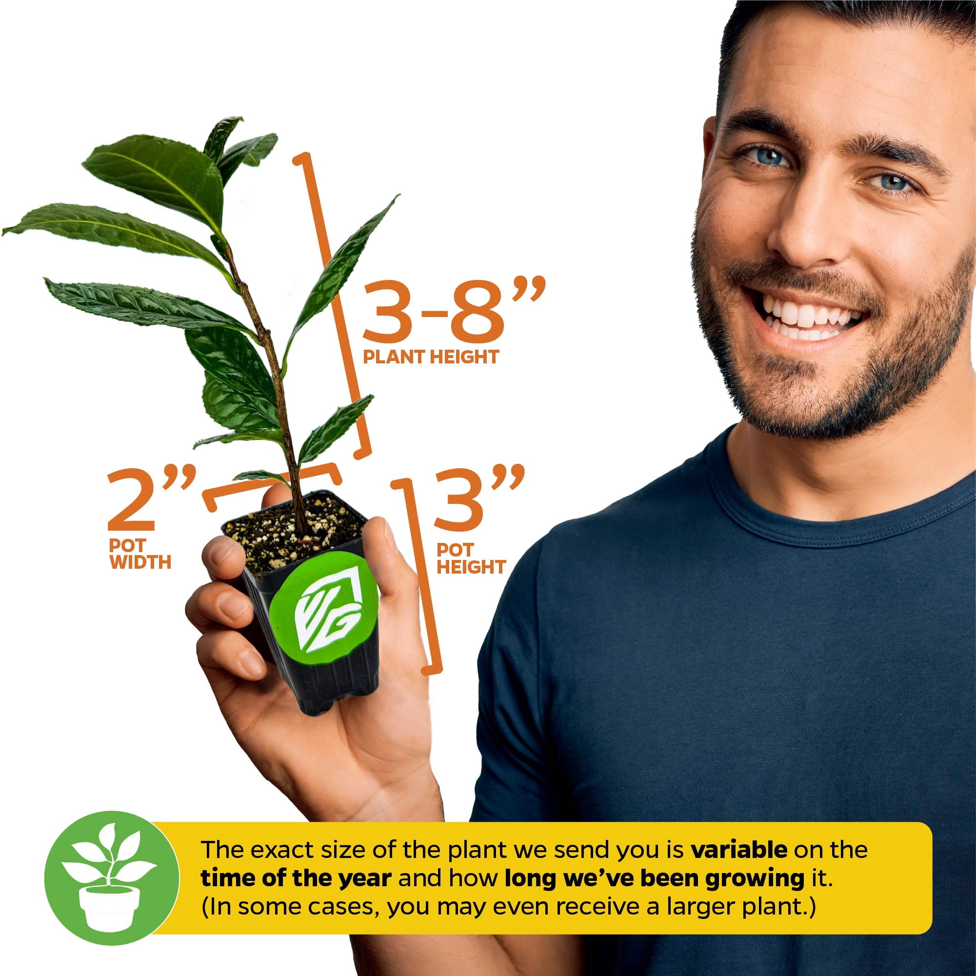 (2-Pack)  Tea Plant (Green Tea) Live Plant - Camellia sinensis by Wellspring Gardens Starter Plant for Your Indoor or Outdoor Garden