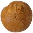 thumbnail image 1 of Paleontology Teaching Props Sea Educational Material For Children Chocolate Color 1Pcs, 1 of 3